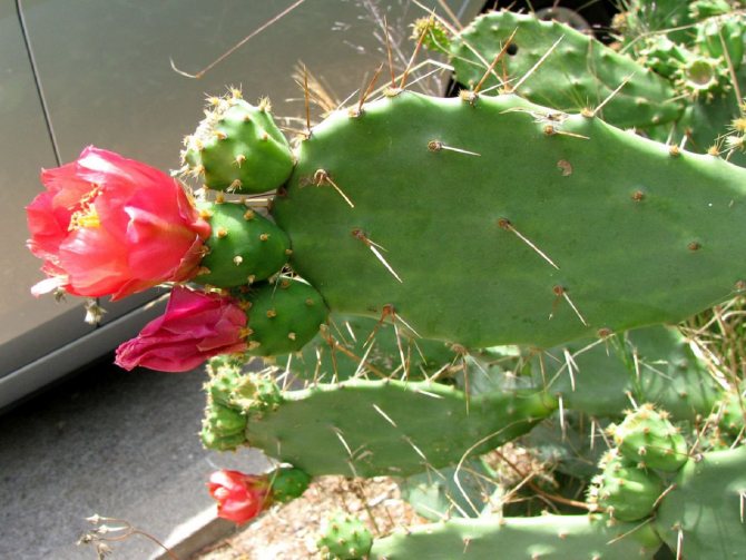 Berger's prickly pear