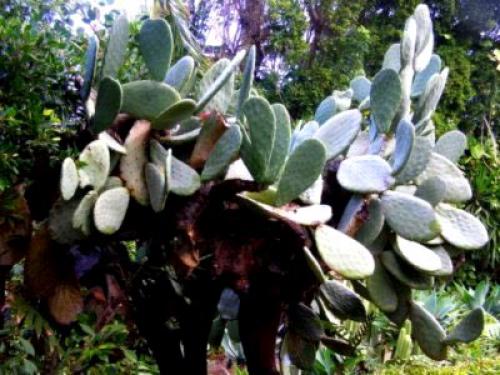 Brasilianische Feigenkaktus-häusliche Pflege. Opuntia subulata