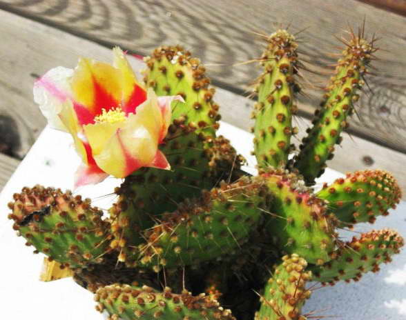 Opuntia kvete doma Jak kvete pichlavý kaktus fotka
