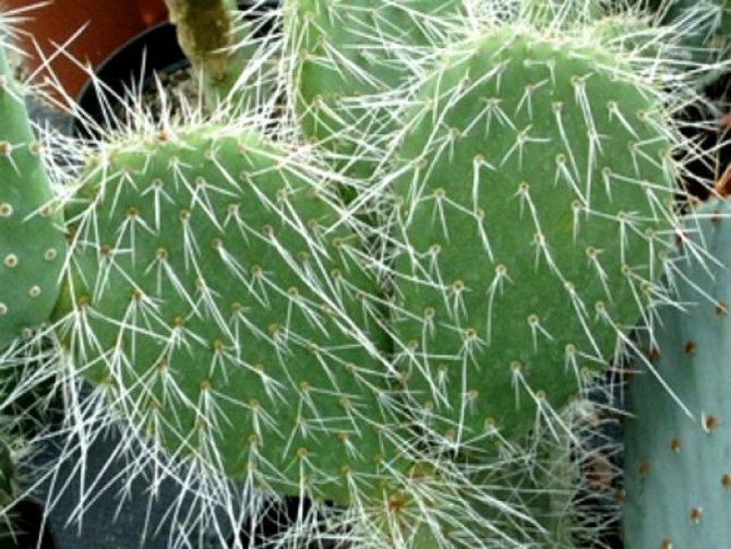 Langknochige Kaktusfeige