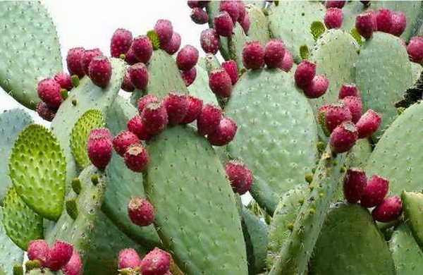 Indian prickly pear o fig Opuntia ficus-indica litrato