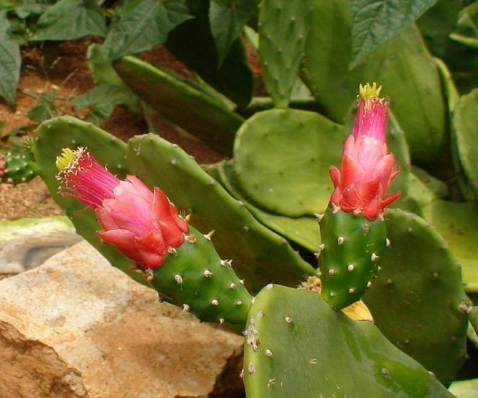 Opuntia cochineal Opuntia cochenillifera