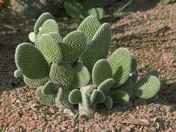 Fruct de cactus