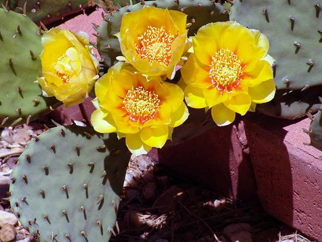 Foto kompresa Opuntia termampat