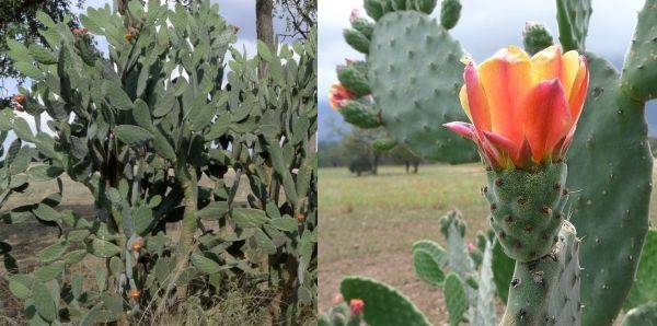 prickly pear tomentosa