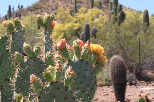 Opuntia in the wild.