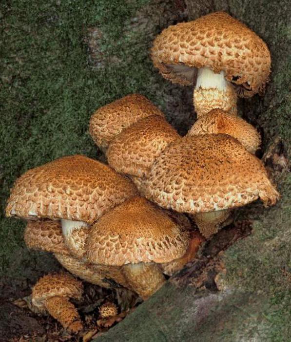 Medové houby obyčejné šupinaté