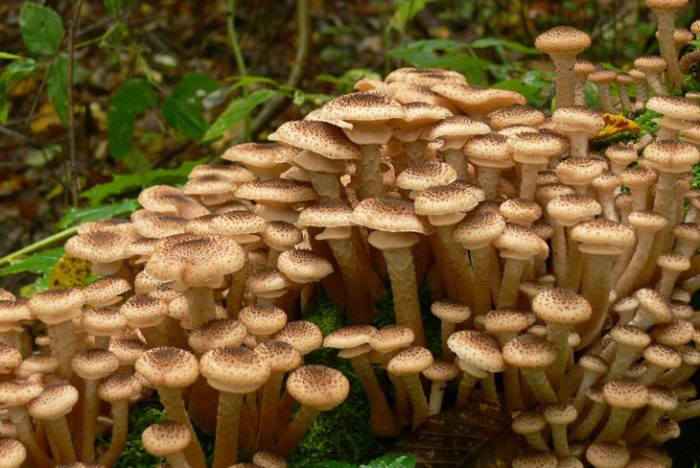 Honey mushrooms - family