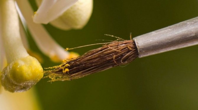 Pollinisation des myrtilles