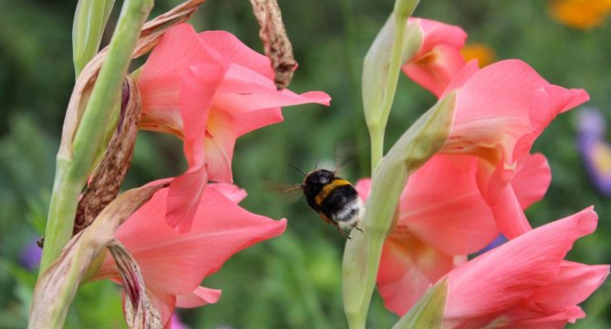Ang polinasyon ng gladioli na may mga bumblebees