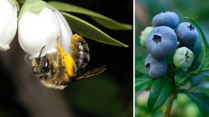 Pag-pollen ng mga blueberry