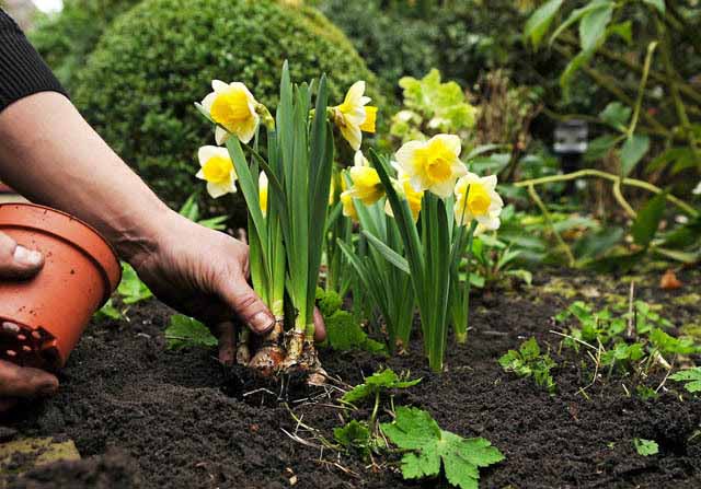 Опитните производители на цветя доста често засаждат луковици в саксии с пръст, а след това през пролетта отглежданите растения се поставят директно в земята.