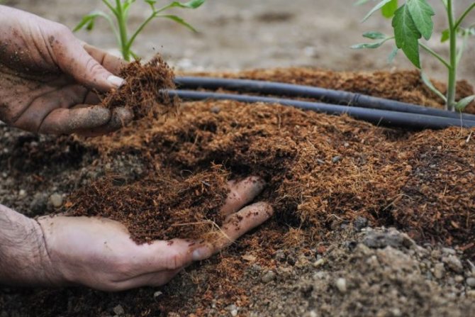يوصي البستانيون ذوو الخبرة بالاختيار الدقيق للغاية للأسمدة وزراعة التربة.