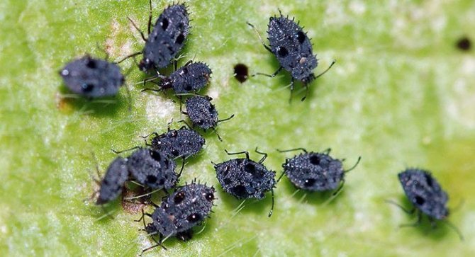Greenhouse aphid