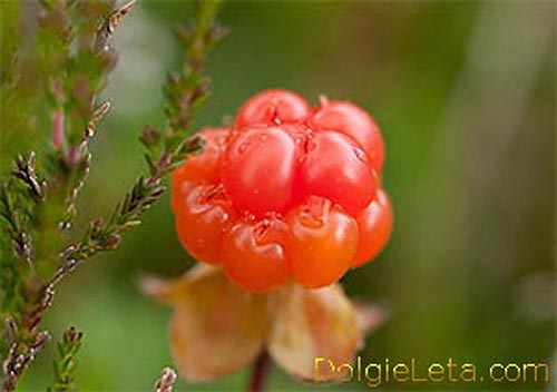Orange cloudberry with sepal on the stalk