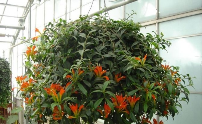 oranžový eschinanthus