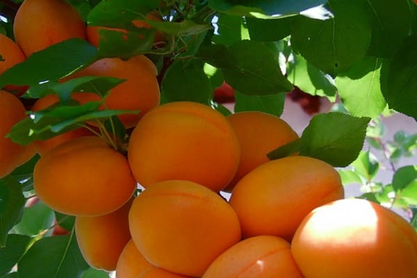 оранжев плод