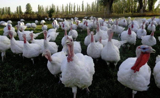 Organisasyon ng paglalakad ng mga turkey