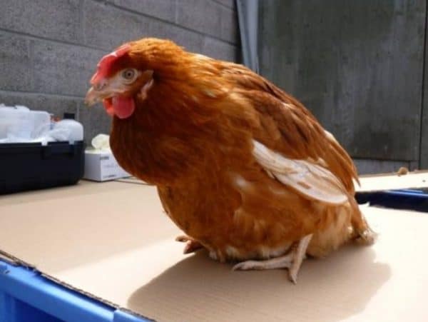 The body of chickens is able to secrete antibodies against the parasite