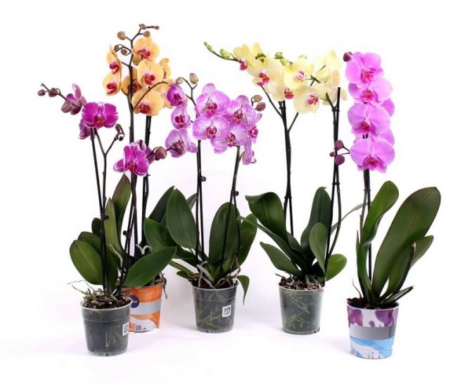 Орхидеи Phalaenopsis