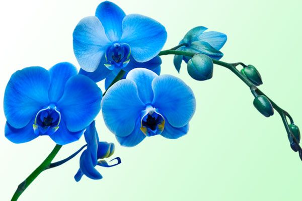 blå orkidéer