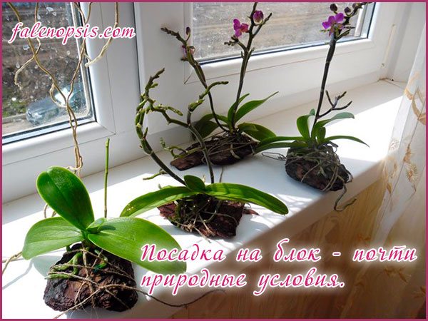 Orchids and block planting