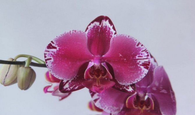 Semeno orchideje