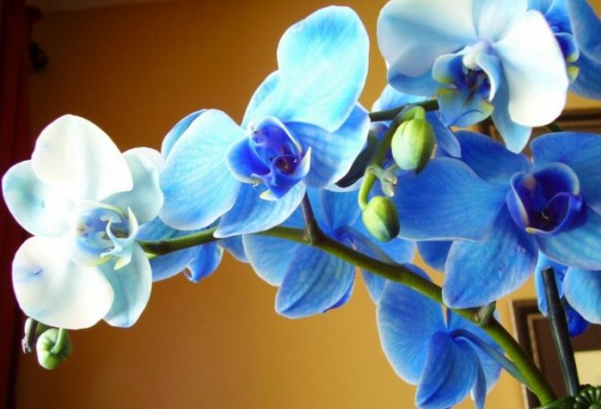 Орхидеи син цвят снимка
