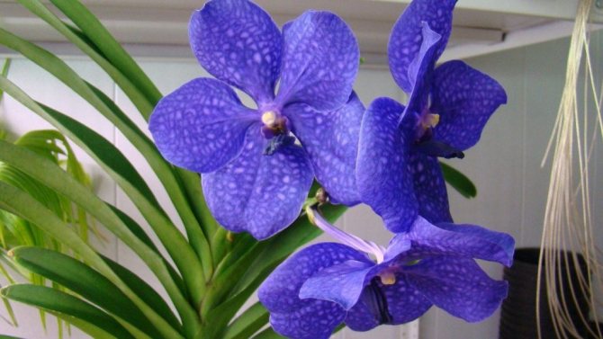 орхидеи синьо