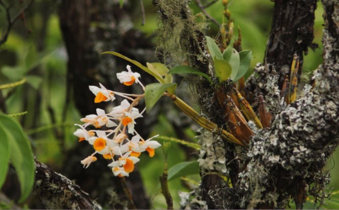 orkidéer i naturen
