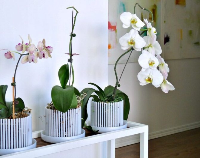 orkidéer i krukor