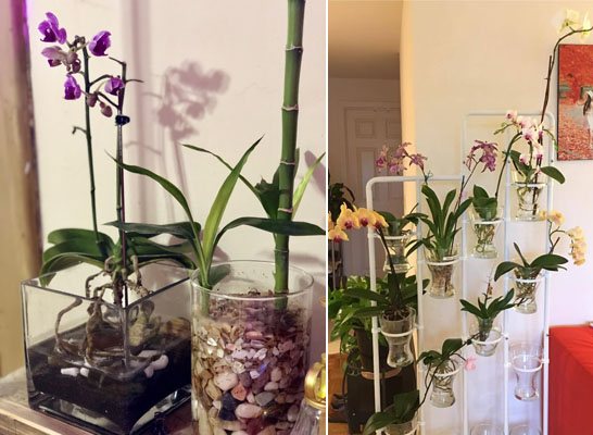 Orchids in water and in substrate