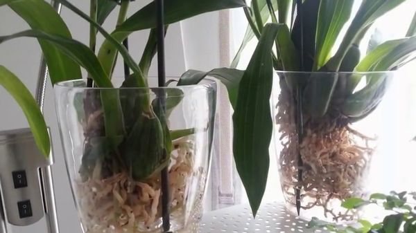 orchids in water