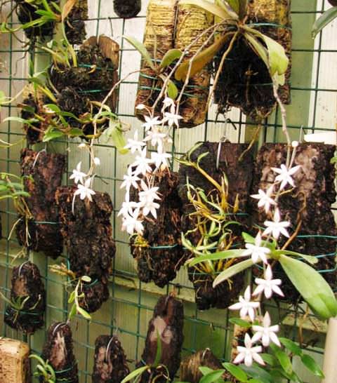Orkidéer odlade på block