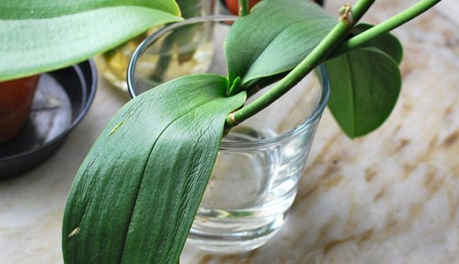 orkidé utan rötter i ett glas