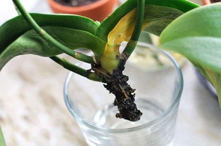 orkidé utan rötter
