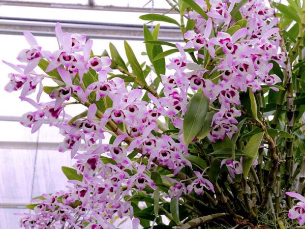 благородна орхидея