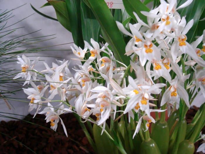 cellogins orkidé