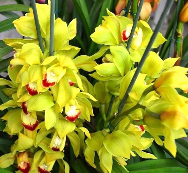 Orkid Cymbidium semasa berbunga