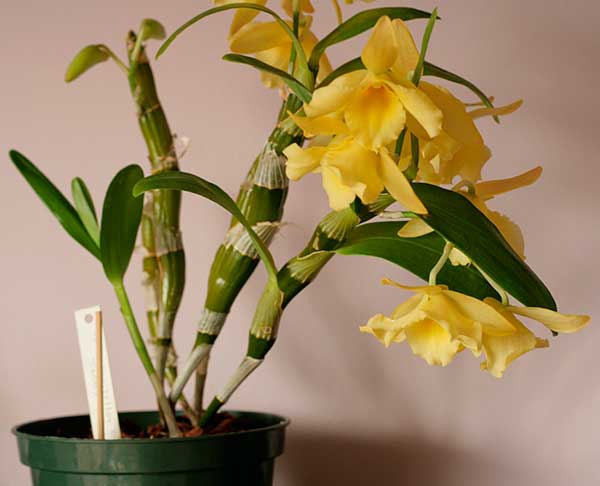 Dendrobium orchid: penjagaan rumah, ciri penanaman