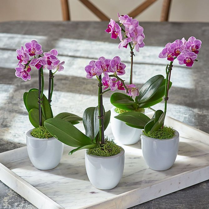orchidej doma