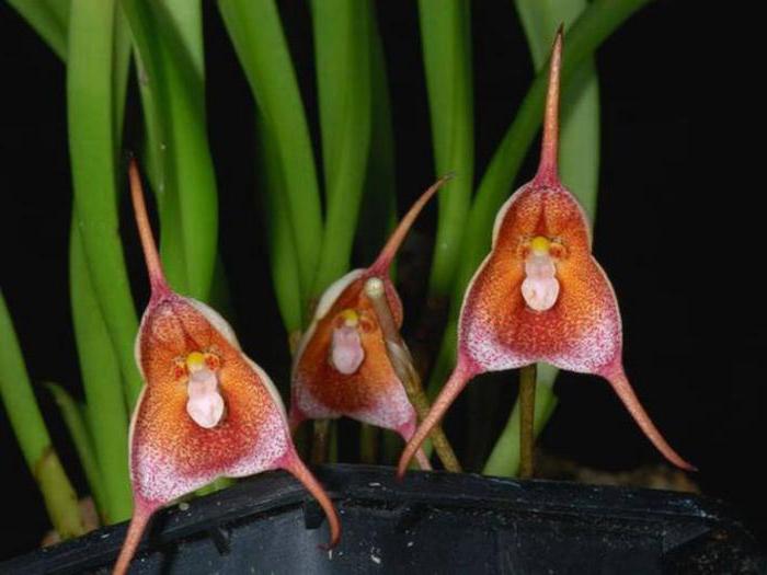 Засаждане и грижи за орхидея Дракула