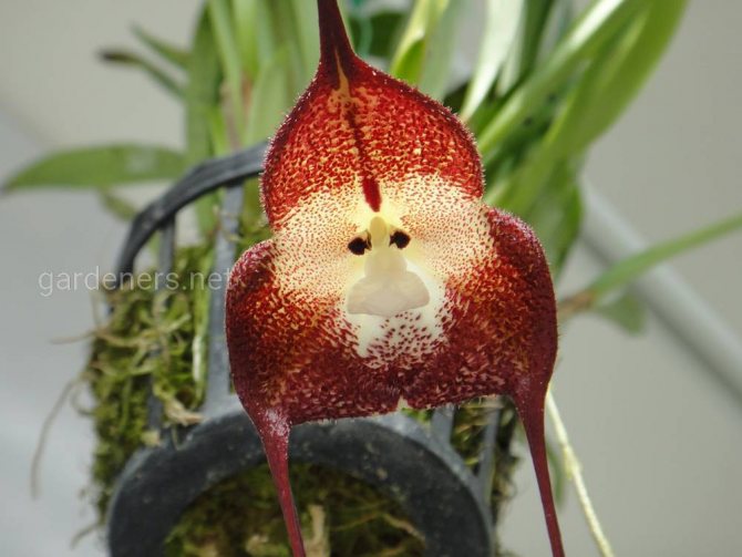orchidej dracula