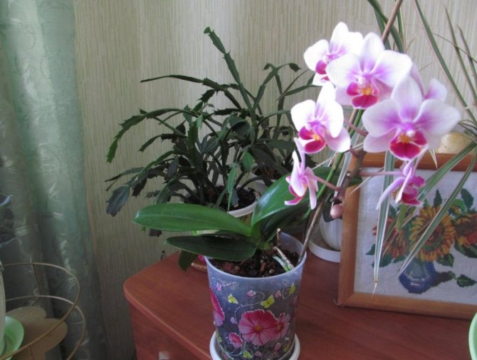 Mini orchidej Phalaenopsis
