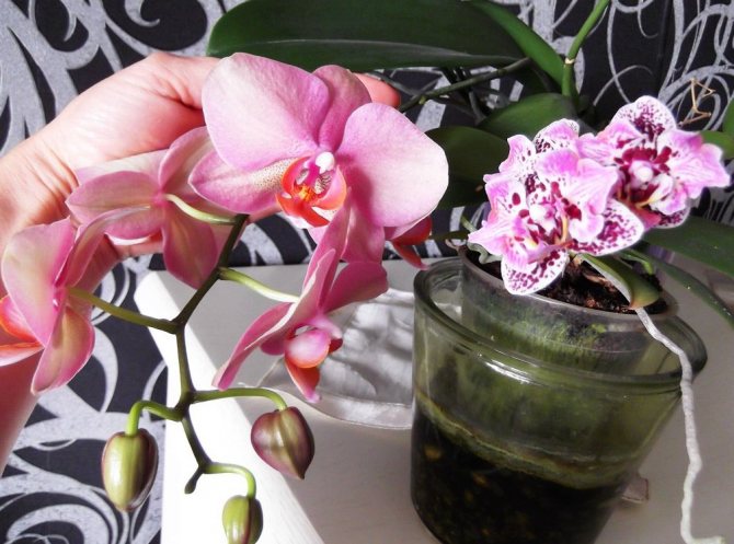 Мини орхидея Phalaenopsis
