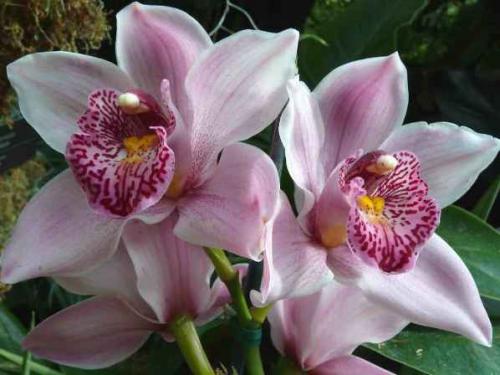 Phalaenopsis orchid does not bloom, what to do. How and when does the phalaenopsis orchid bloom?
