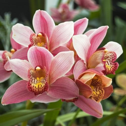 Орхидеята Phalaenopsis не цъфти, какво да правя. Как и кога цъфти орхидеята фаленопсис?