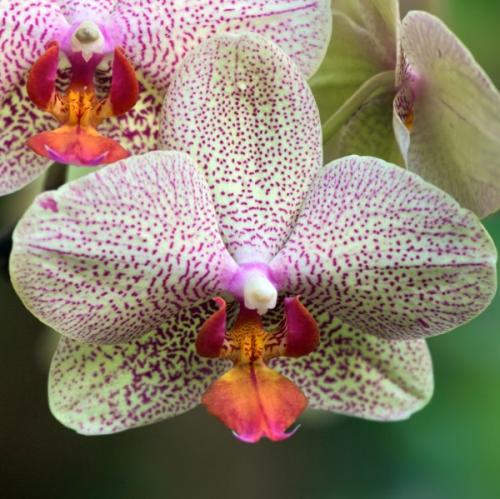 Phalaenopsis orchid does not bloom, what to do. How and when does the phalaenopsis orchid bloom?