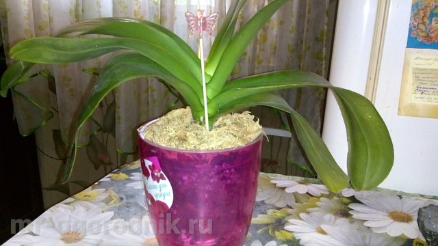 Орхидея Phalaenopsis след трансплантация против стареене