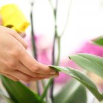 грижа за орхидея фаленопсис